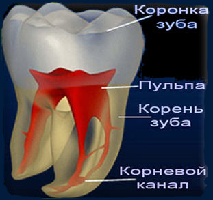 Лечение и пломбировка каналов зубов